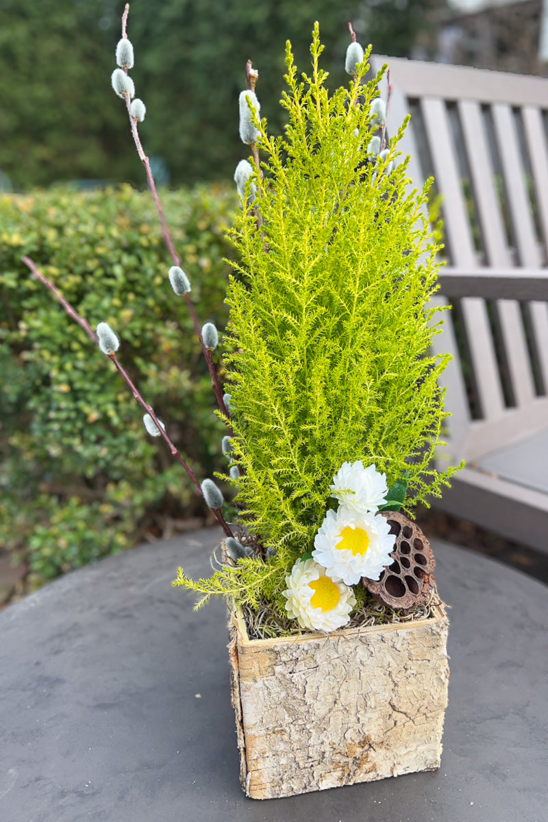 Chalet Signature Lemon White Birch