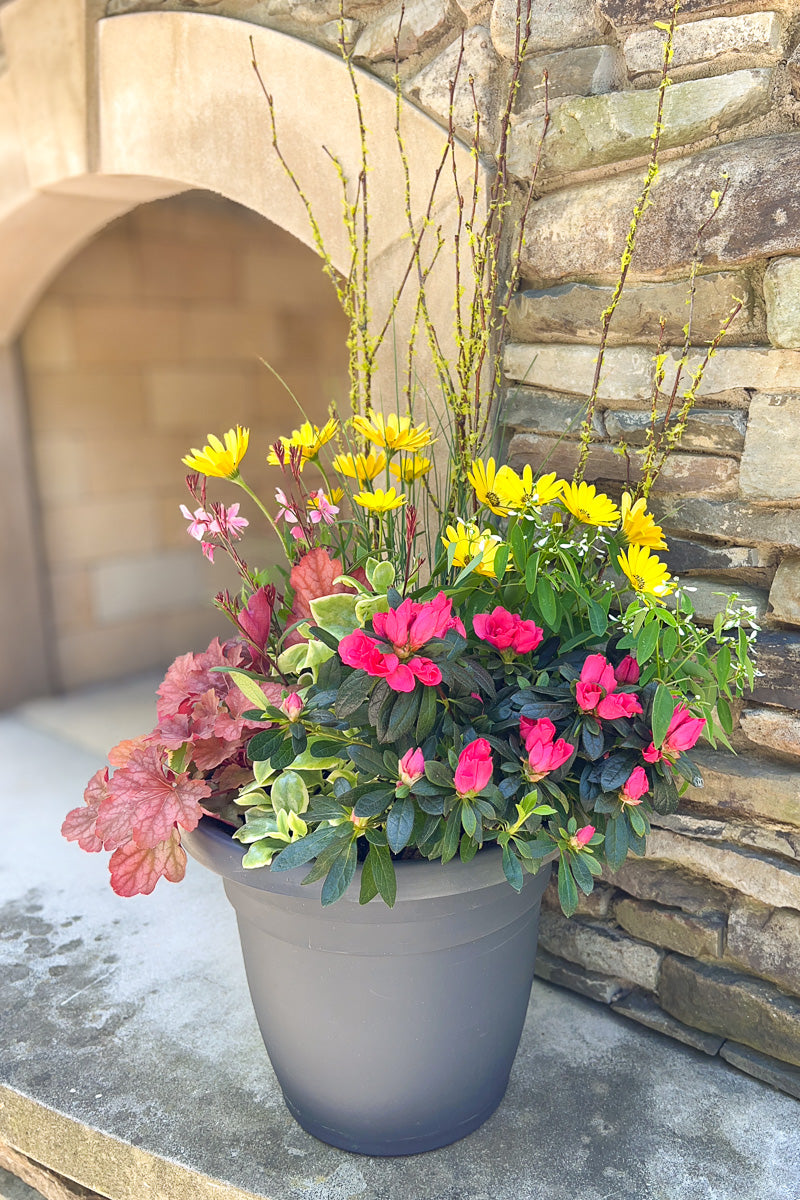 Chalet Signature Mezoo Azalea Emma 12"