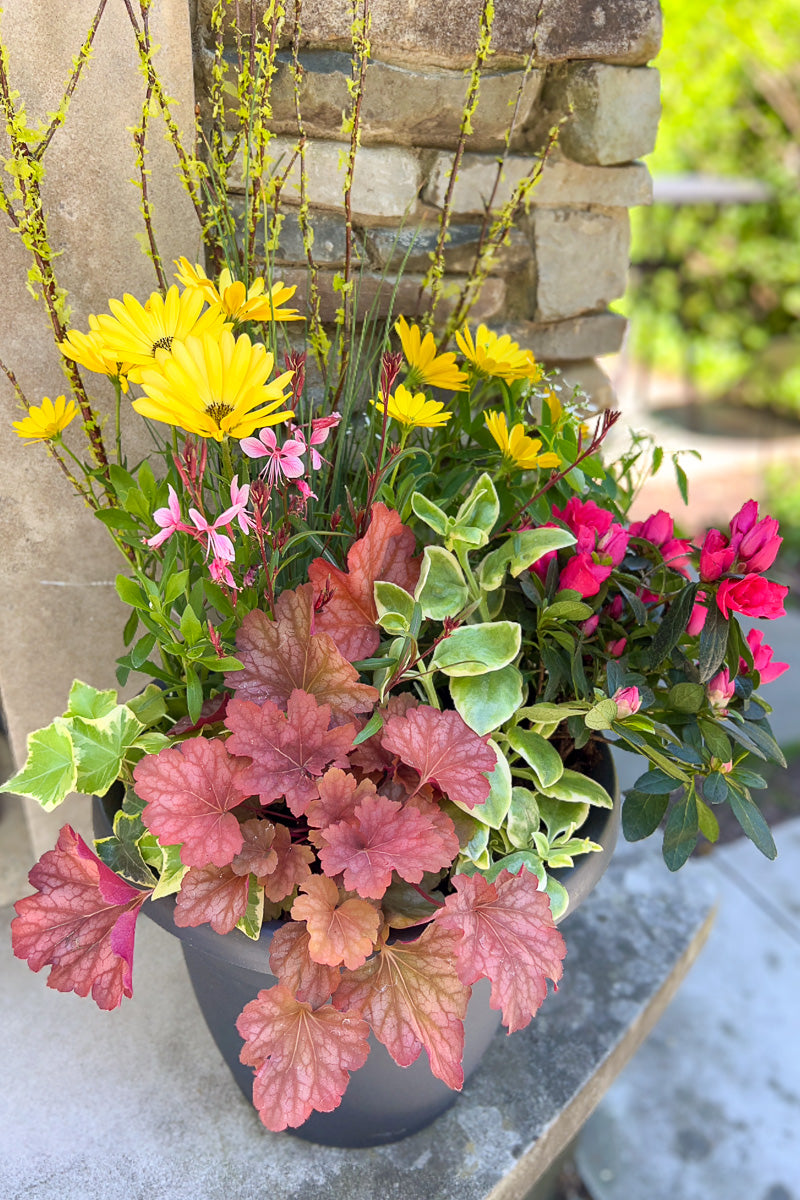 Chalet Signature Mezoo Azalea Emma 12"