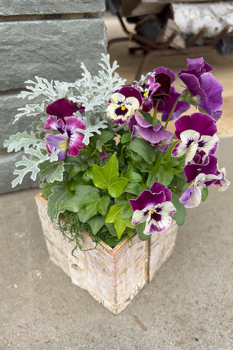 Chalet Signature Dusty Violet Birch Box 4"