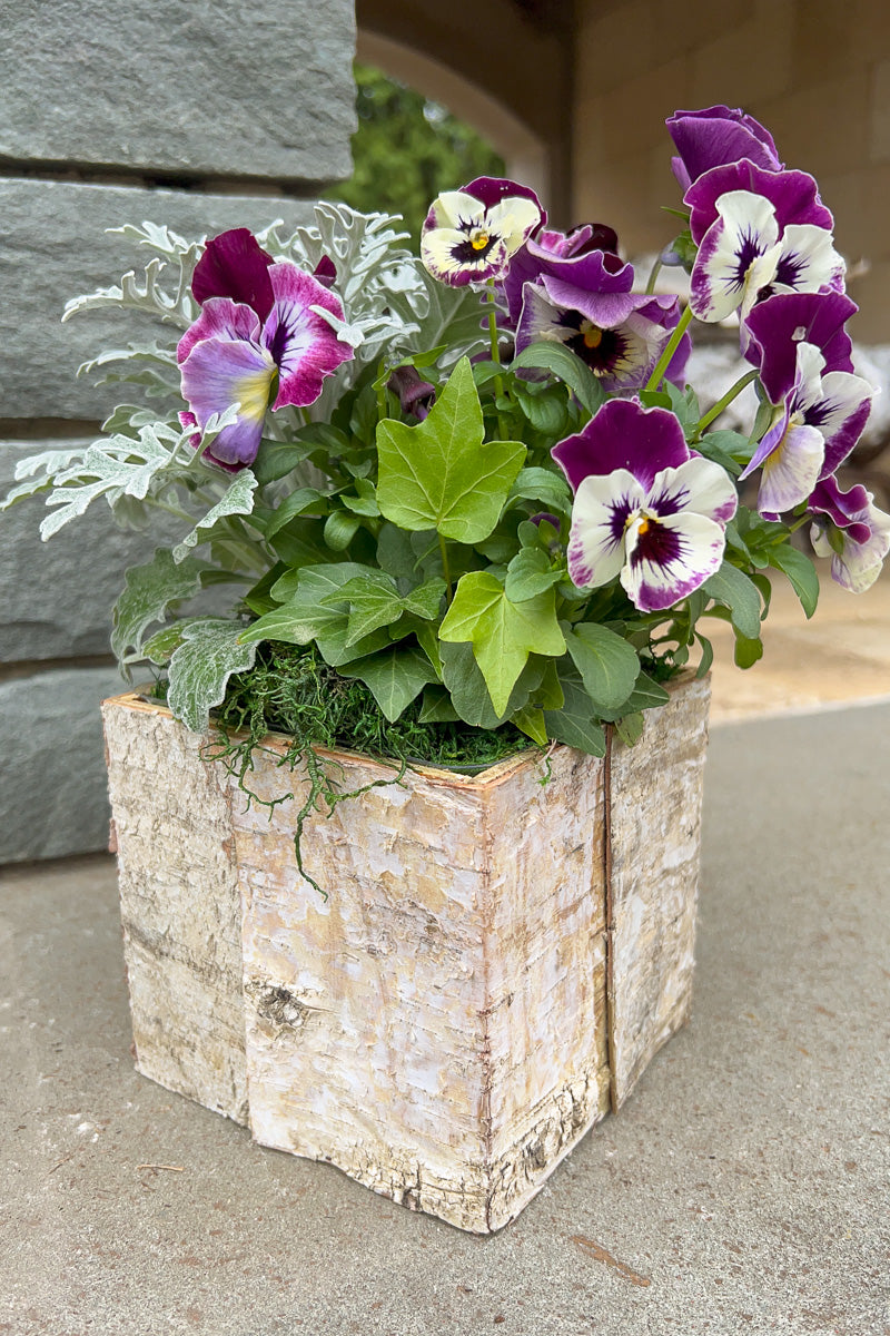 Chalet Signature Dusty Violet Birch Box 4"