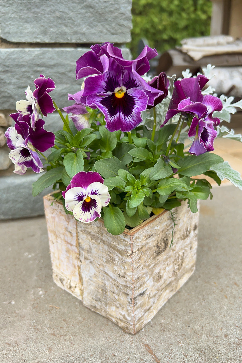 Chalet Signature Dusty Violet Birch Box 4"