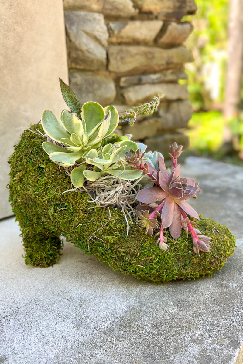 Chalet Signature Tahiti Heels