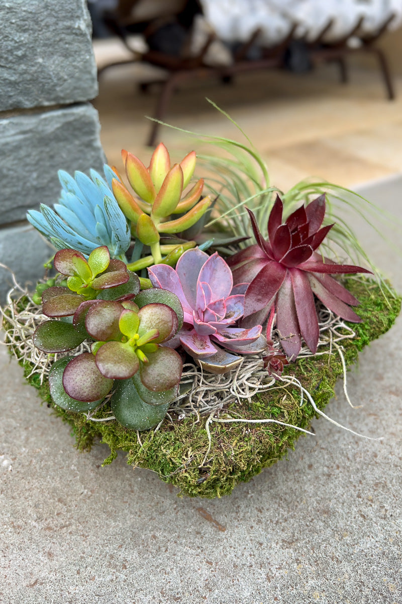 Chalet Signature Seaside Fruit Salad Mossy 6"