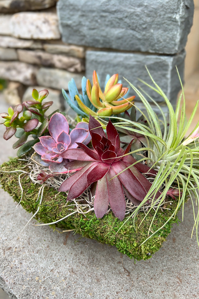 Chalet Signature Seaside Fruit Salad Mossy 6"