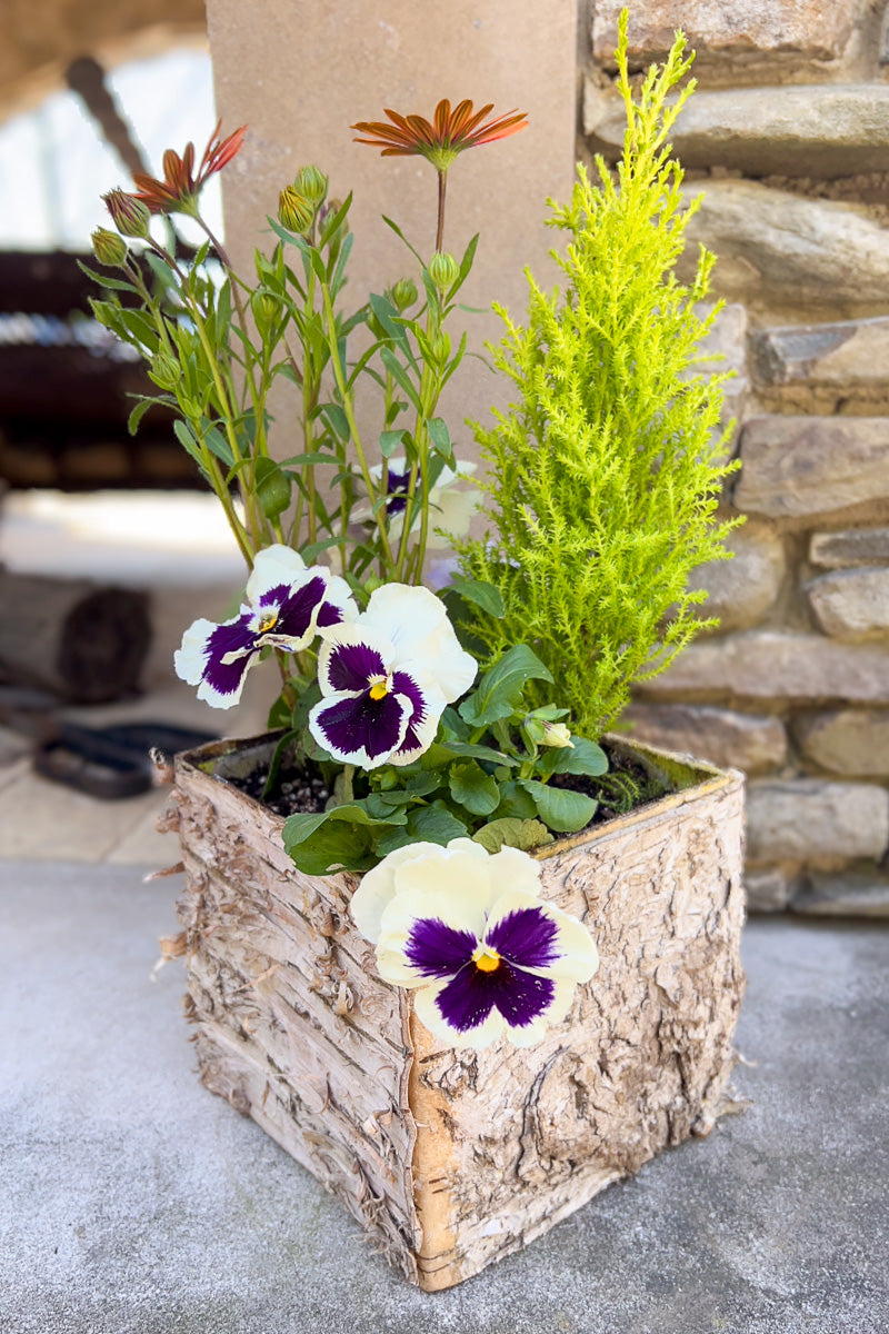 Chalet Signature Cypress Serenity Birch Box 4"