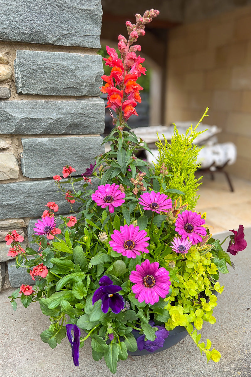 Chalet Signature Spring Vibrant Emma Bowl 12
