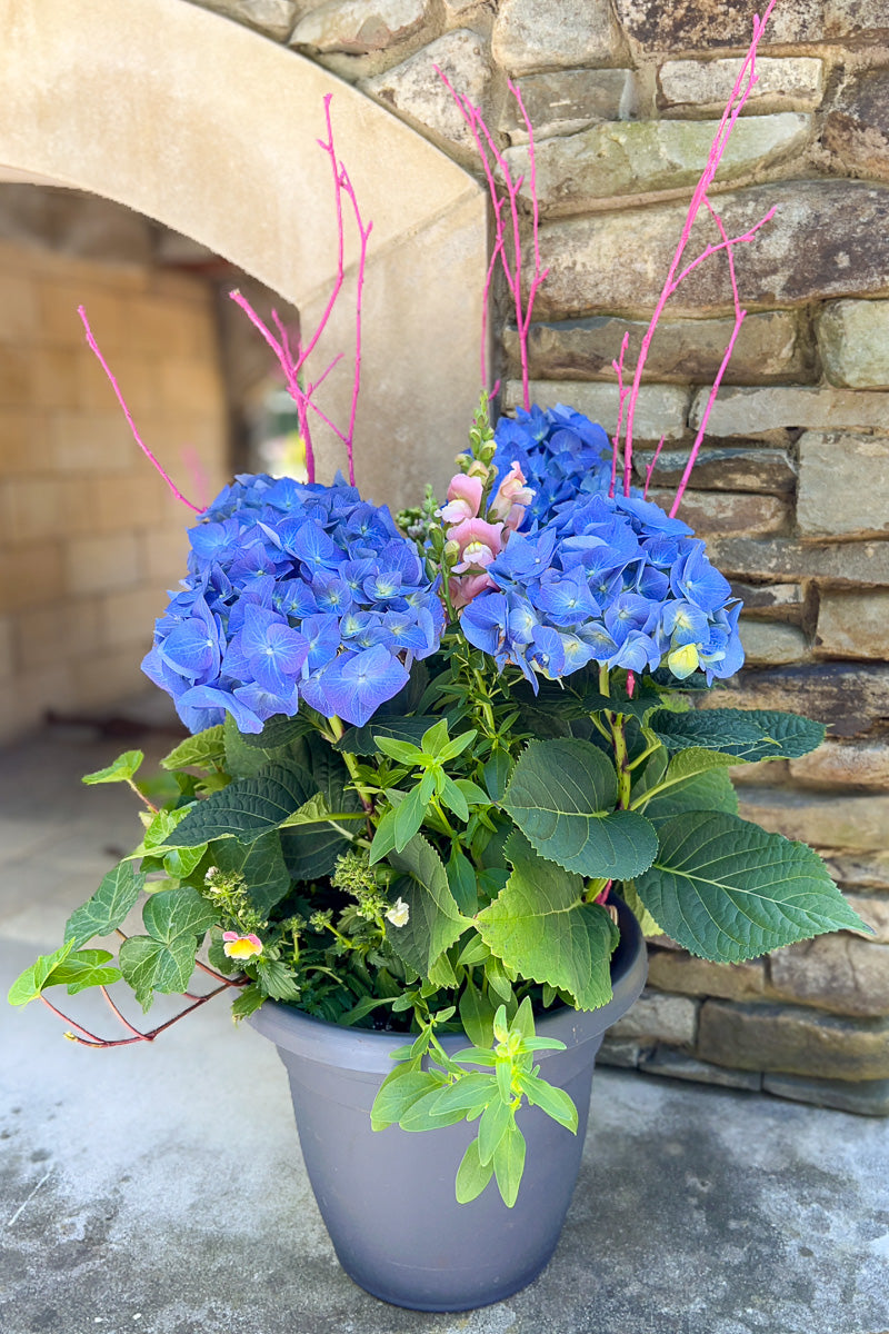 Chalet Signature Rhapsody in Blue 10"