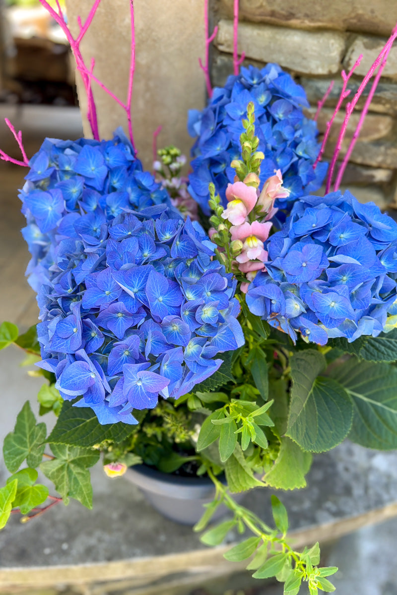 Chalet Signature Rhapsody in Blue 10"