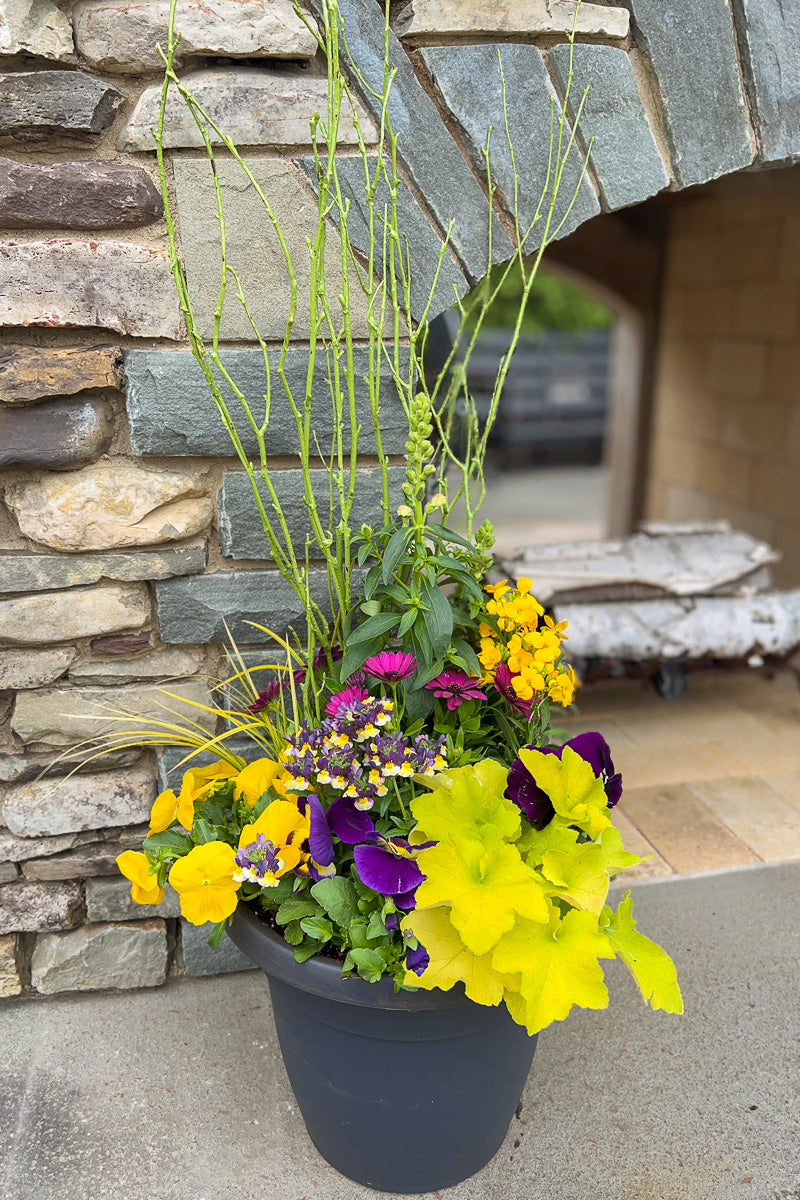 Chalet Signature Spring Purple Sunburst Emma 12