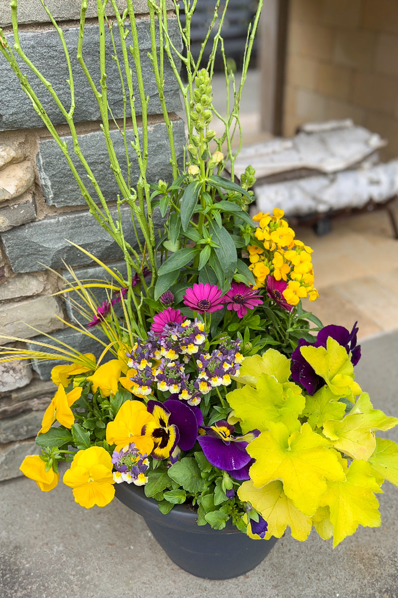 Chalet Signature Spring Purple Sunburst Emma 12