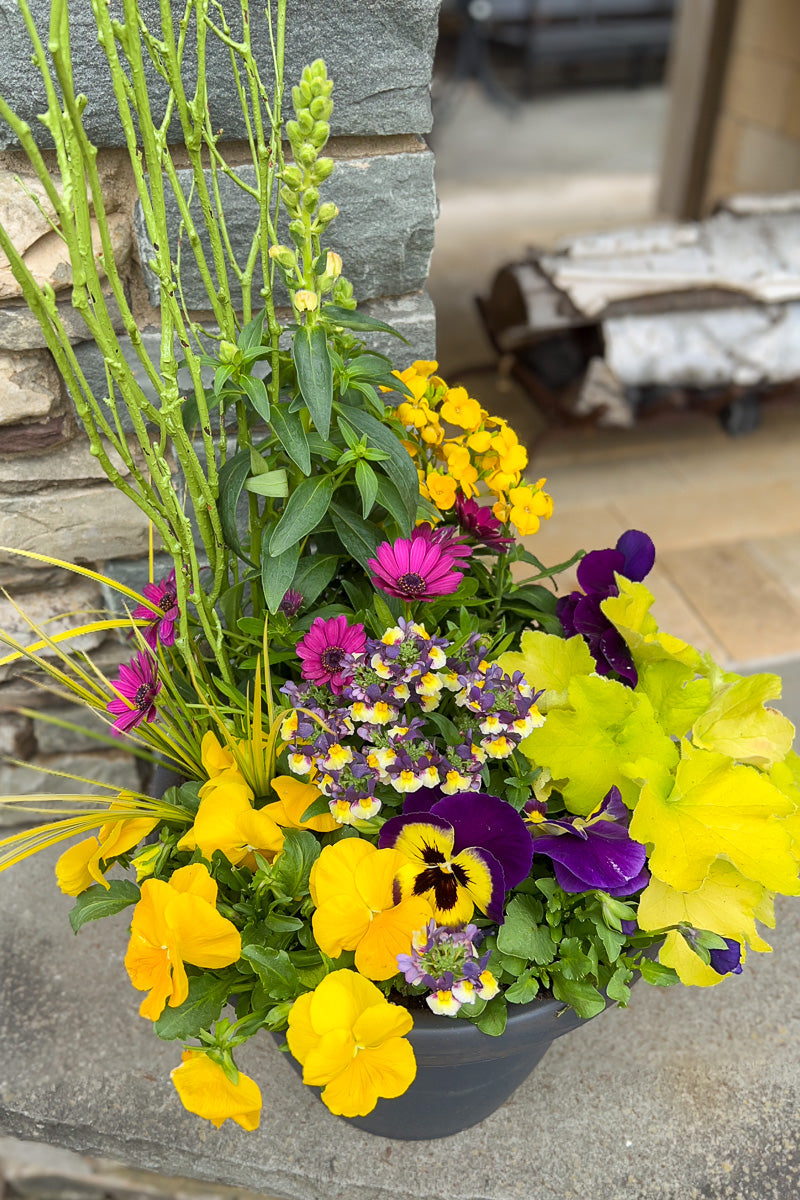 Chalet Signature Spring Purple Sunburst Emma 12