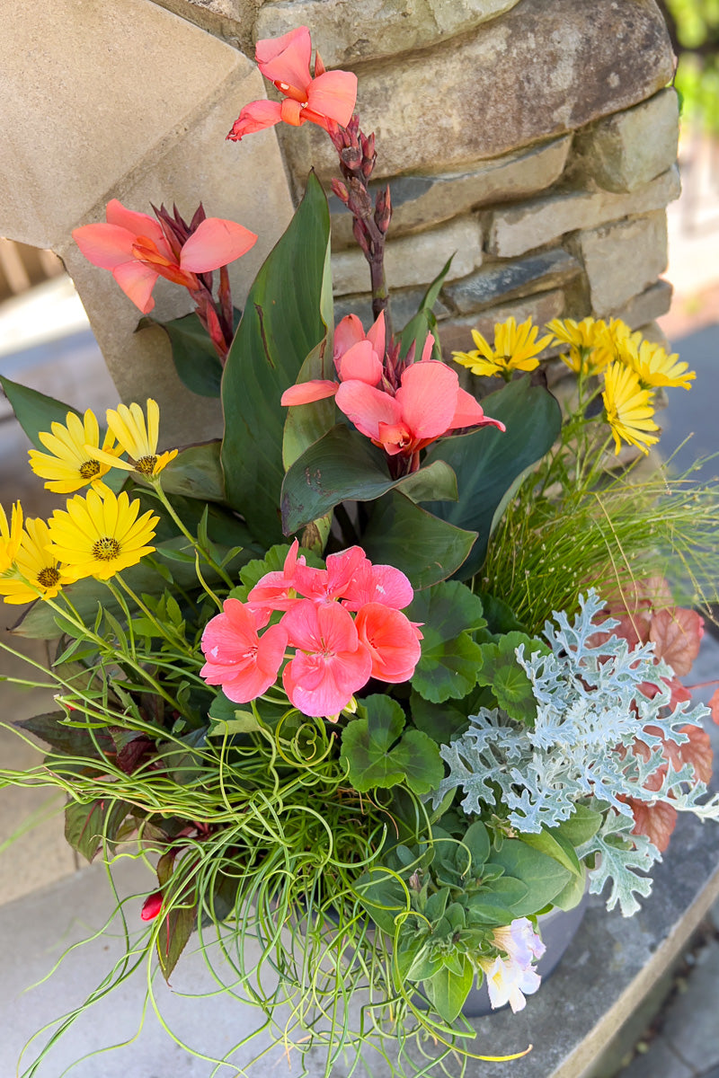 Chalet Signature Summer Canna Emma 14"