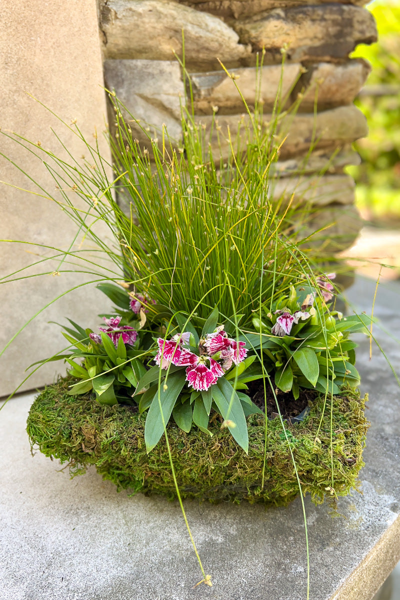 Chalet Signature Flowering Moss 6"