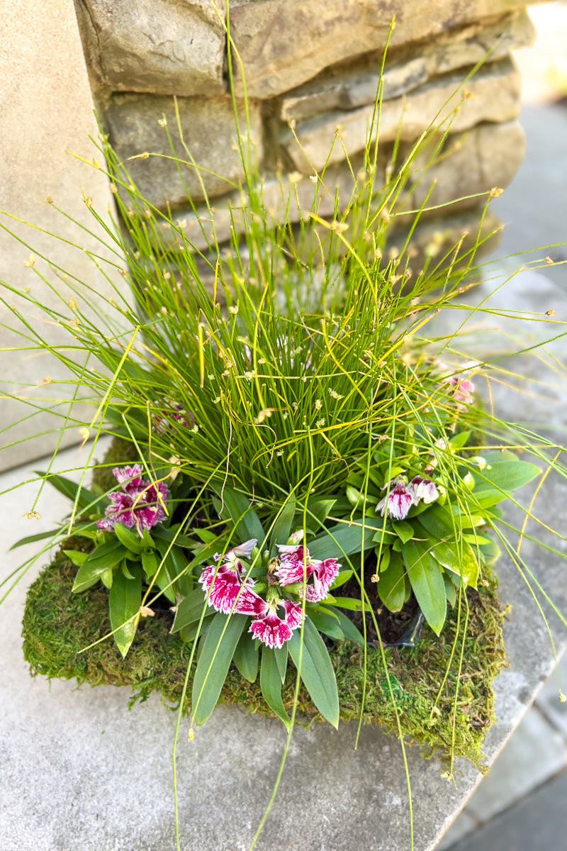 Chalet Signature Flowering Moss 6"