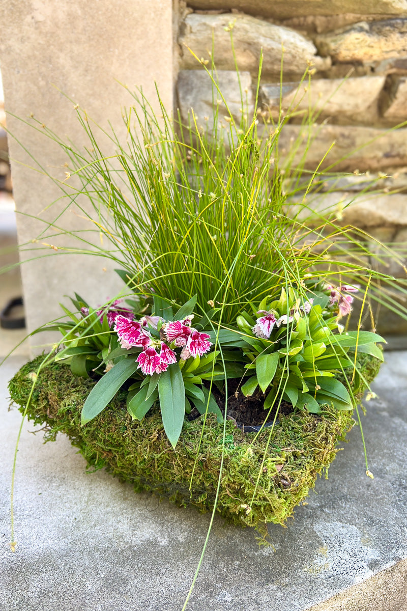 Chalet Signature Flowering Moss 6"