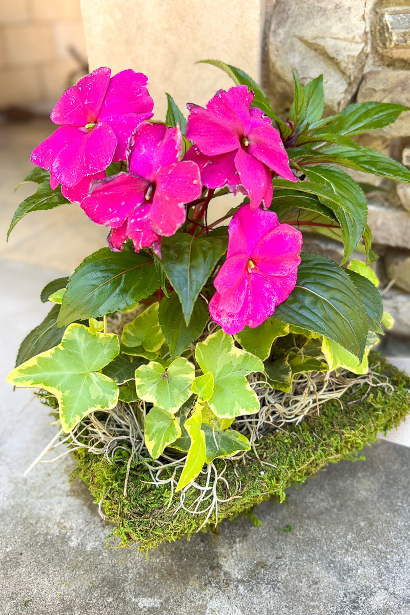 Chalet Signature New Guinea Moss Square 6"