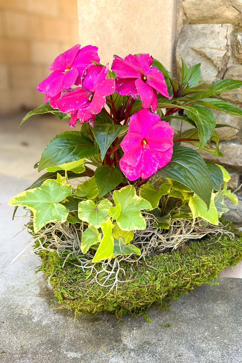 Chalet Signature New Guinea Moss Square 6"
