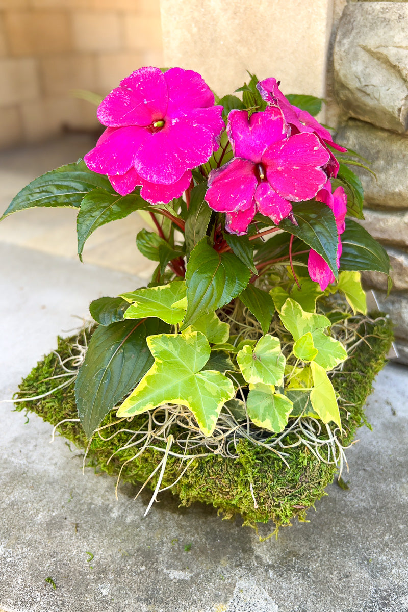 Chalet Signature New Guinea Moss Square 6"