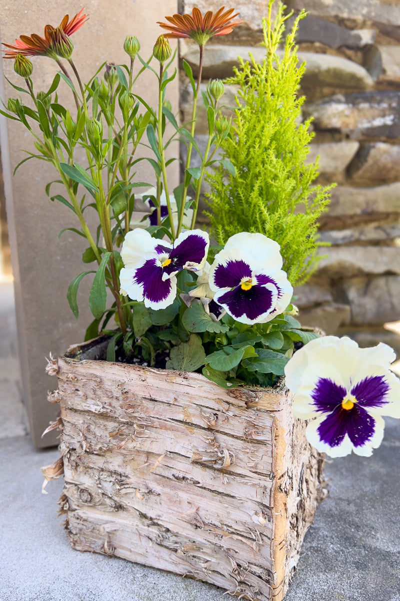 Chalet Signature Cypress Serenity Birch Box 4"