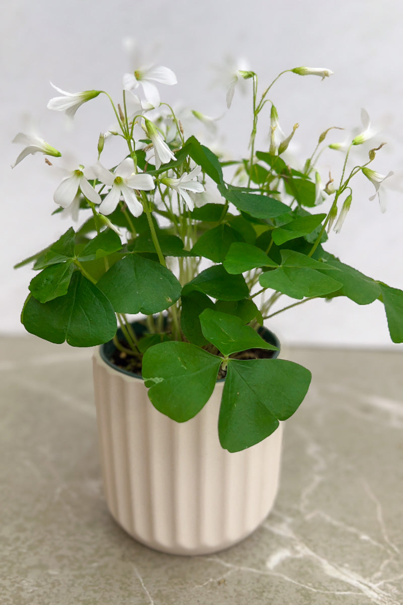 Oxalis Hybrids, Green Shamrock 4"