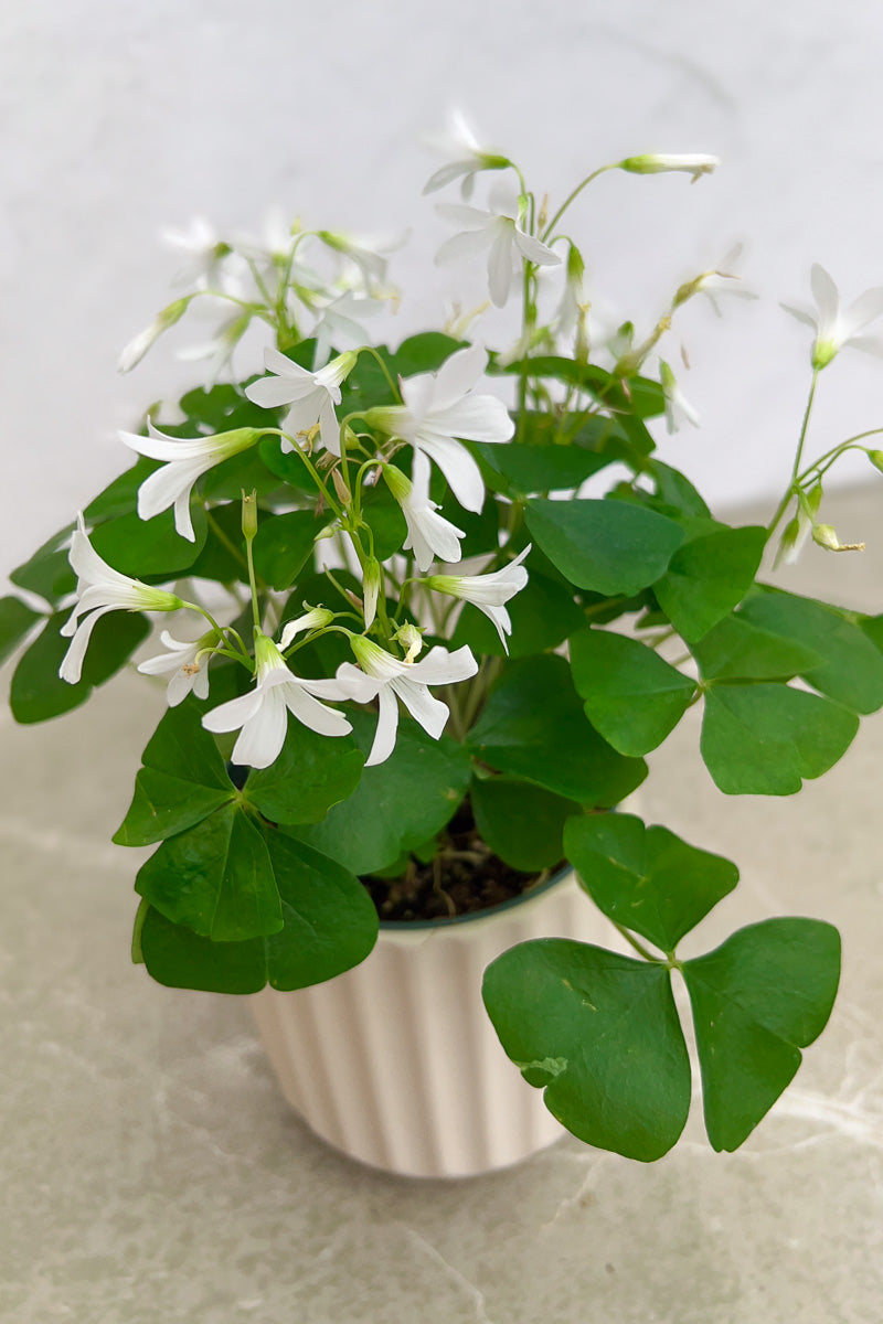 Oxalis Hybrids, Green Shamrock 4"