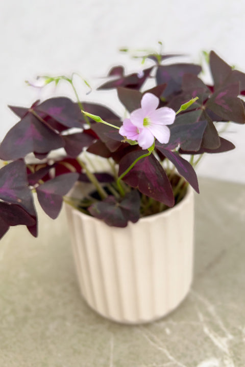 Oxalis Hybrid, Red Shamrock 4"