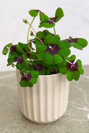 Oxalis, Iron Cross 4"