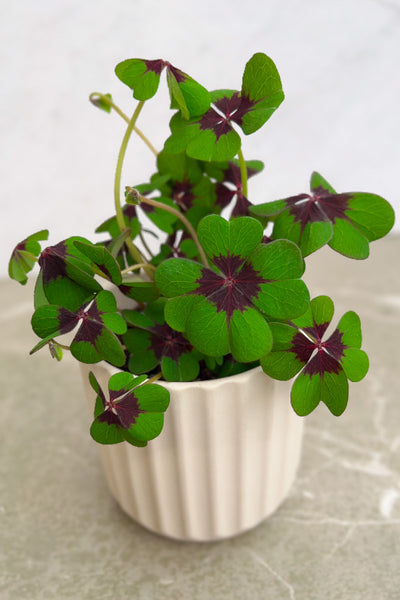 Oxalis, Iron Cross 4"