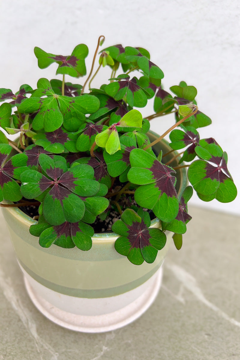 Oxalis, Iron Cross 6"