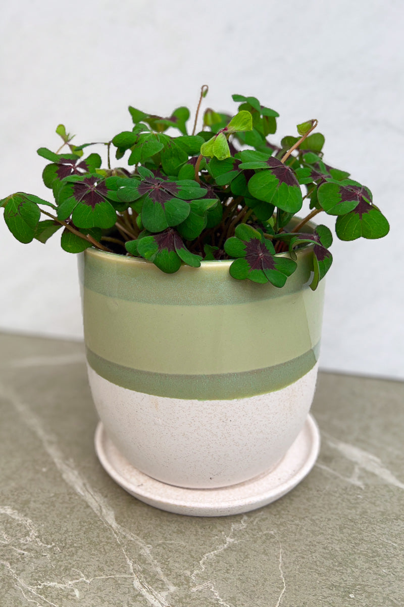 Oxalis, Iron Cross 6"