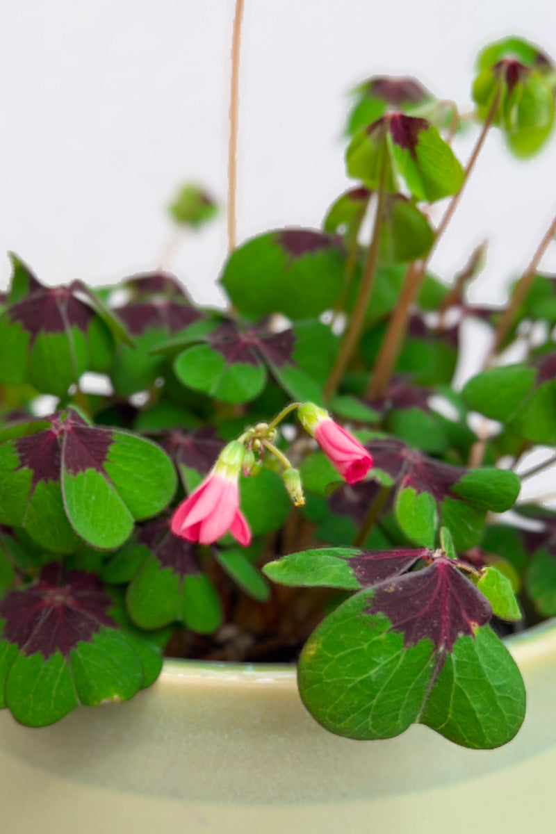 Oxalis, Iron Cross 6"