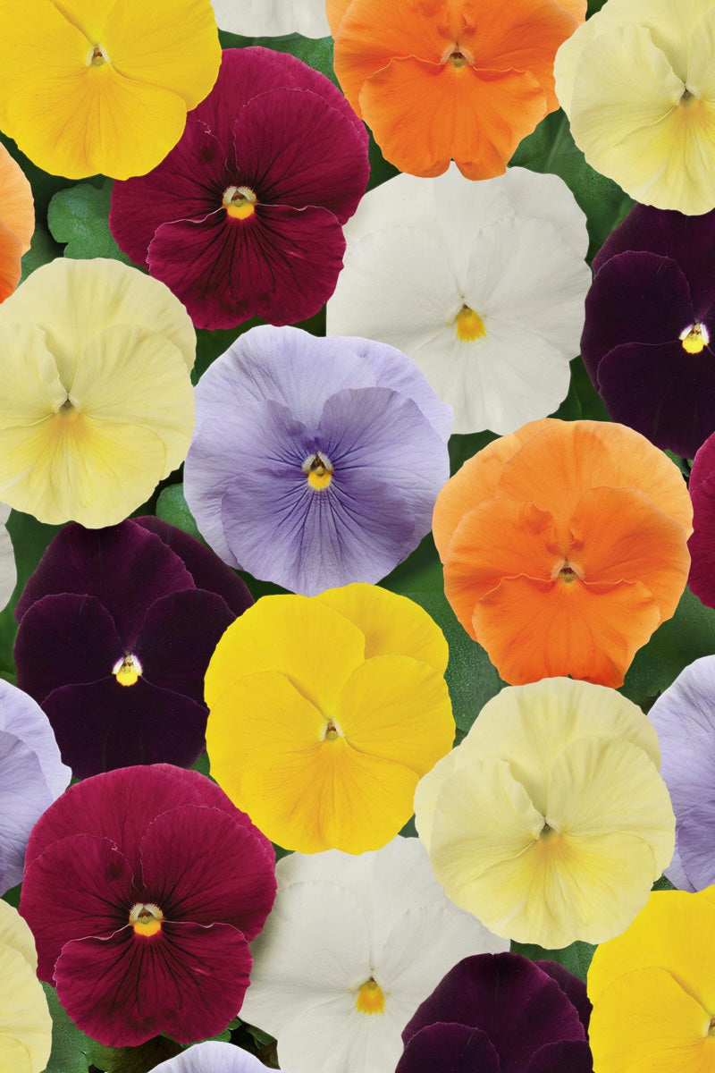 Pansy, Clear Mix