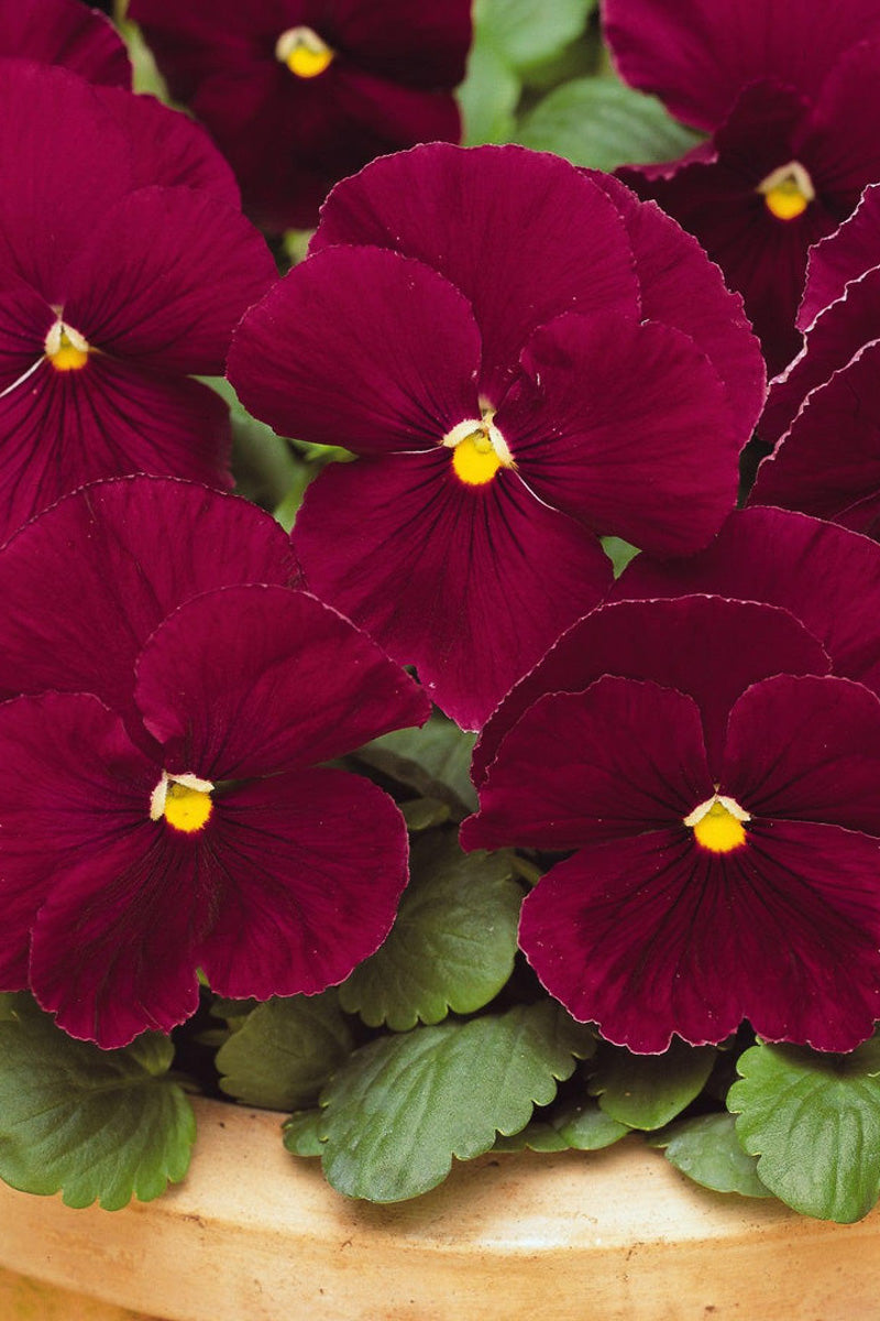 Pansy, Bowl Matrix Rose