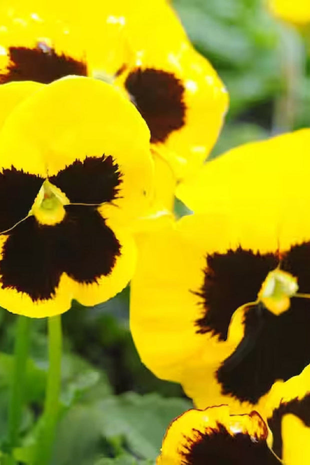 Pansy, Majestic Giants II Yellow Blotch