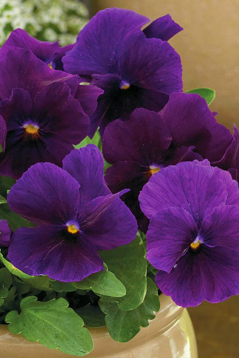 Viola, ColorMax Clear Purple 4"