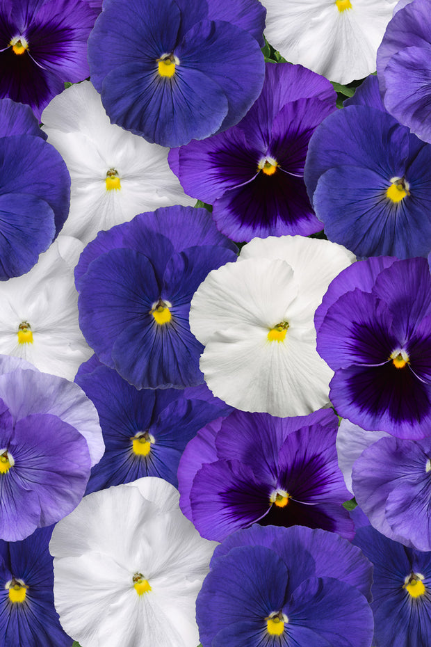 Pansy, Cool Water Mix