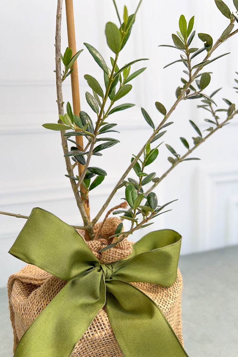 Olive Tree, 1G