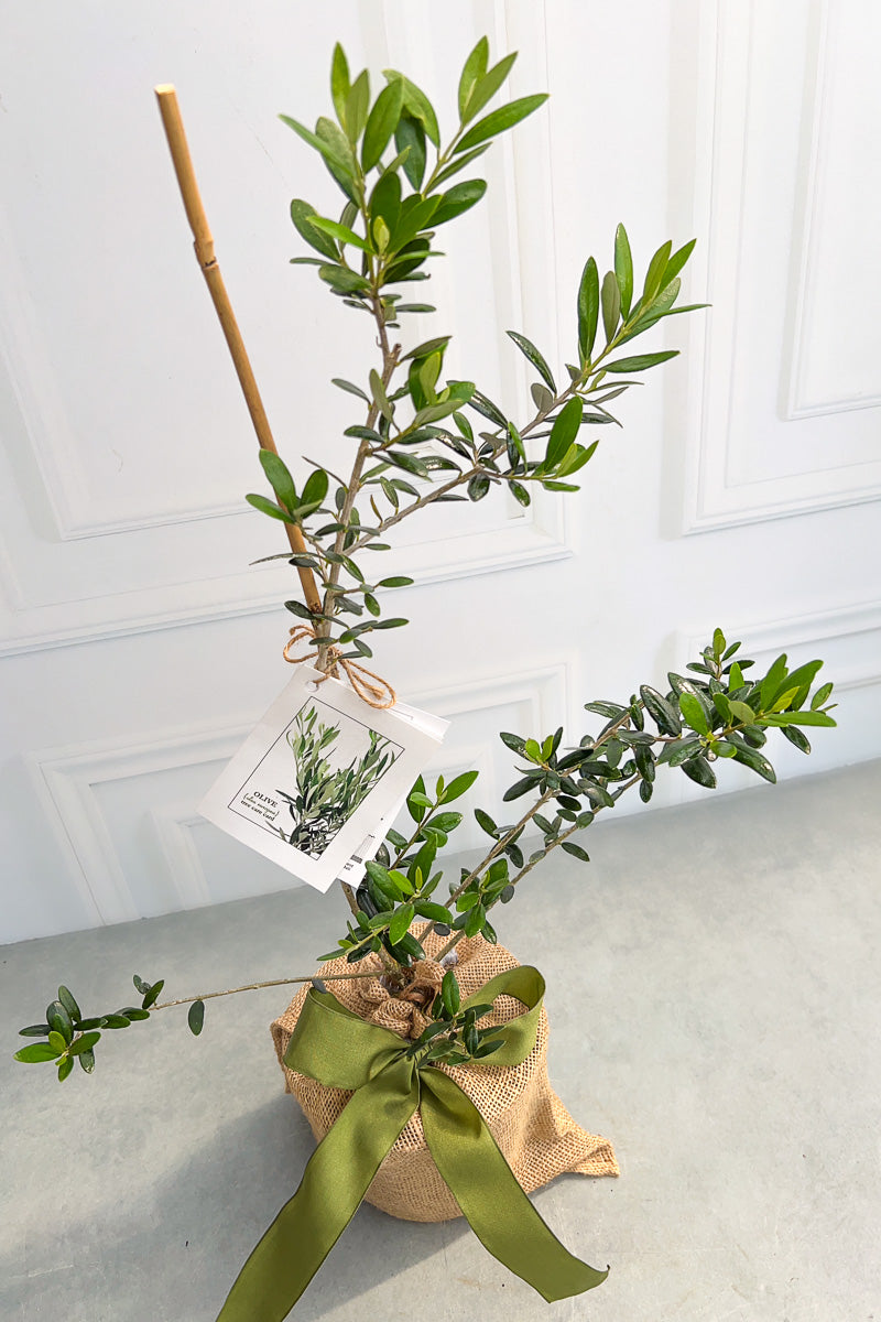 Olive Tree, 1G
