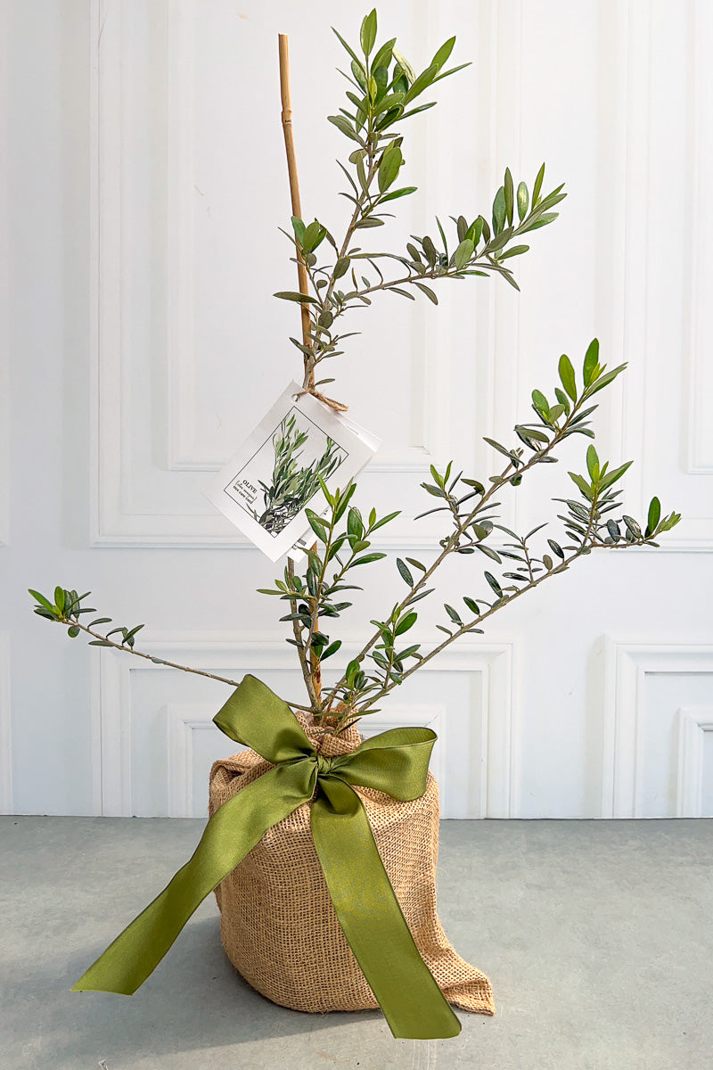 Olive Tree, 1G