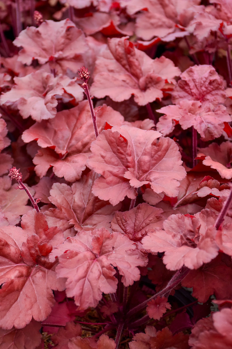 Coral Bells, Mahogany Monst