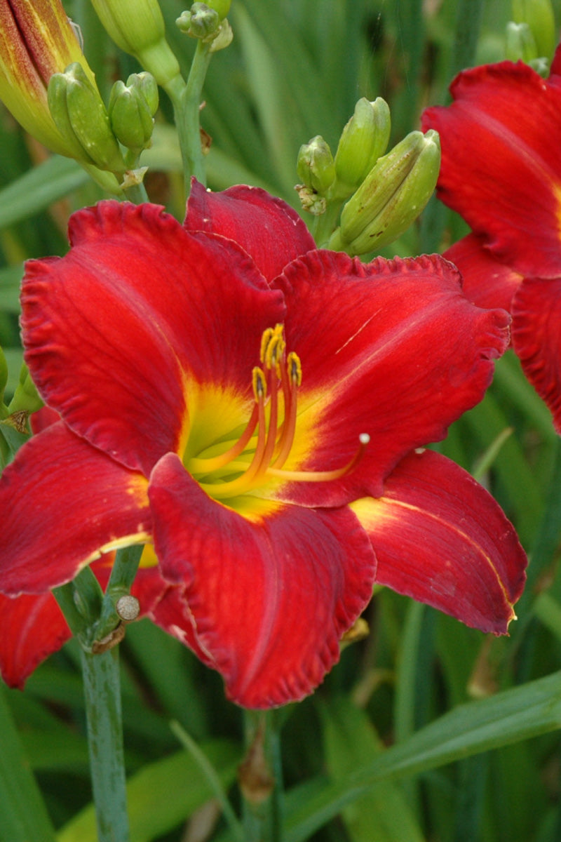 Daylily, Chicago Apache