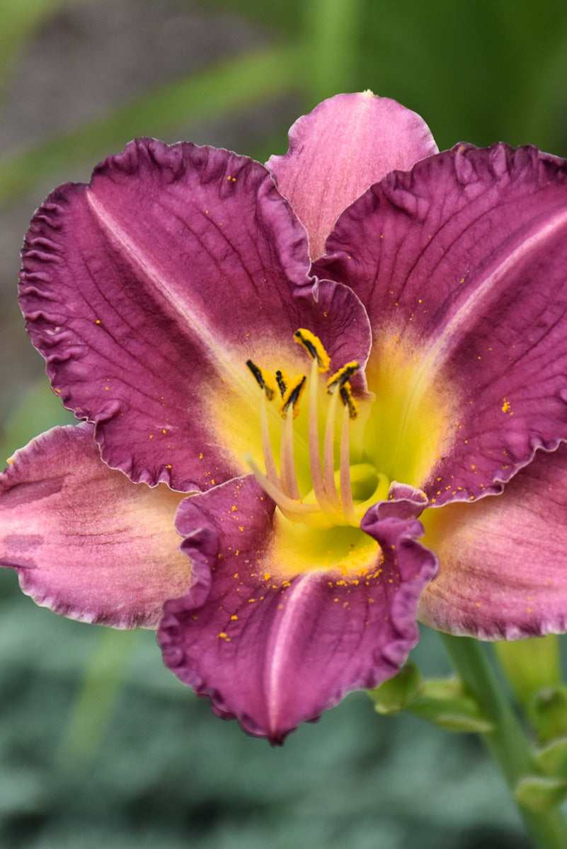 Daylily, Entrapment