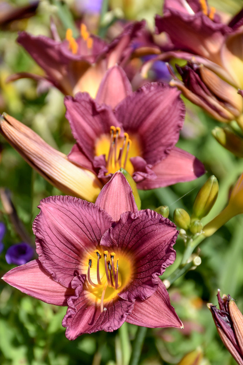 Daylilly, Purple De Oro