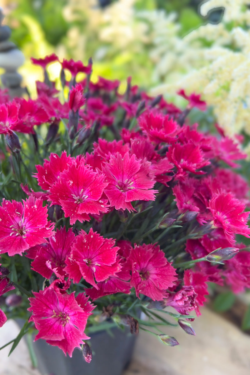 Garden Pinks, Cherry Charm