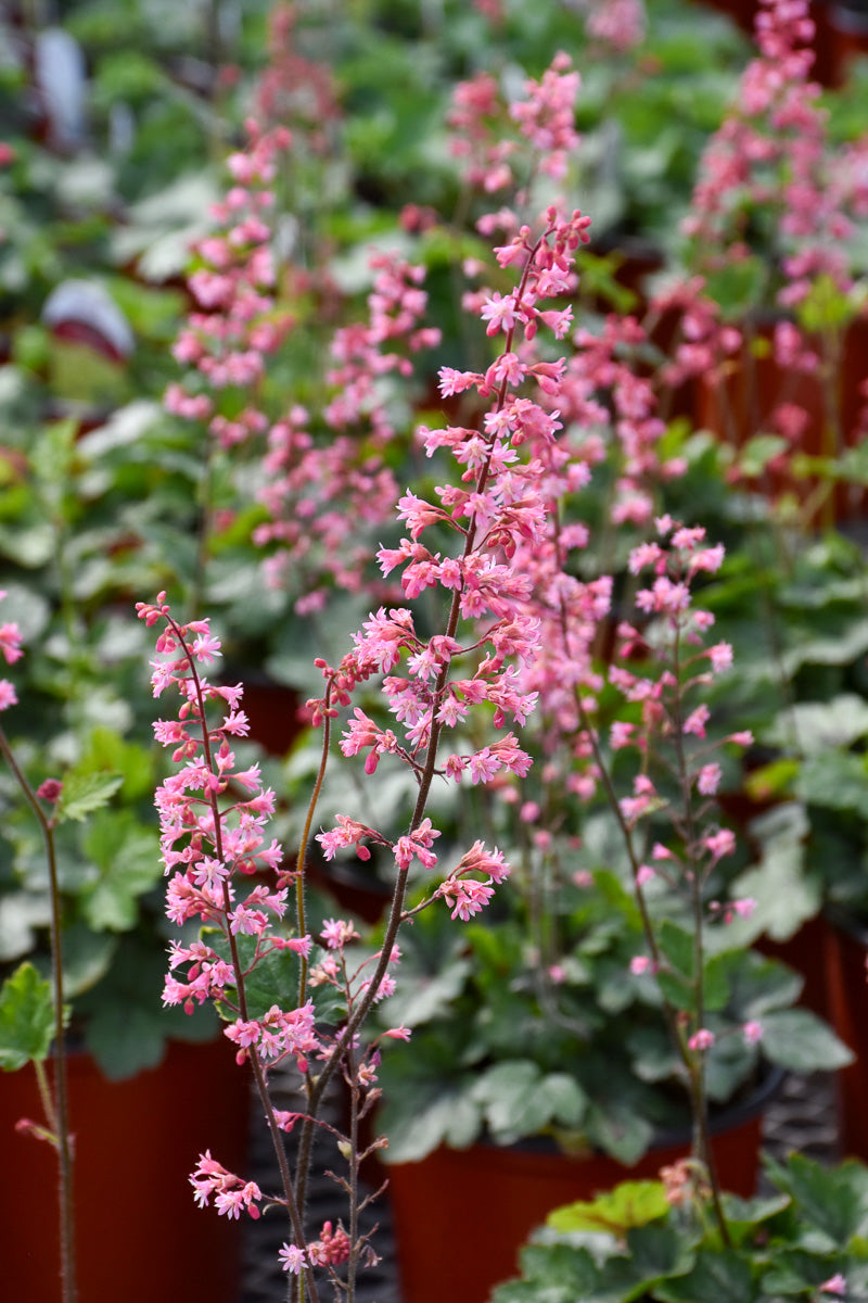 Coral Bells, Pink Revolution
