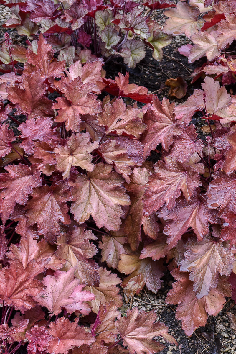 Coral Bells, Magma