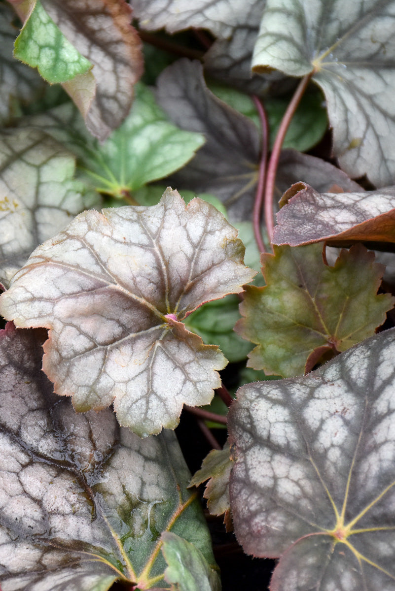 Coral Bells, Dale's Strain