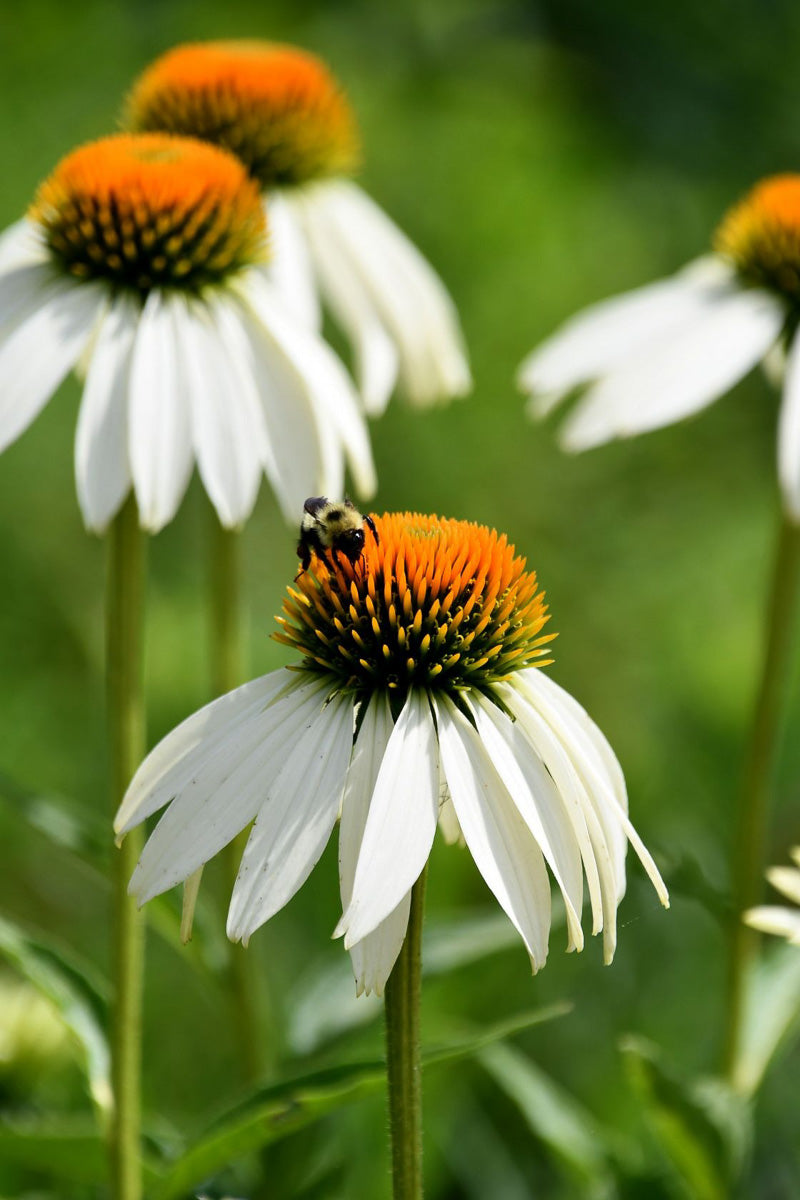 Coneflower, White Showoff