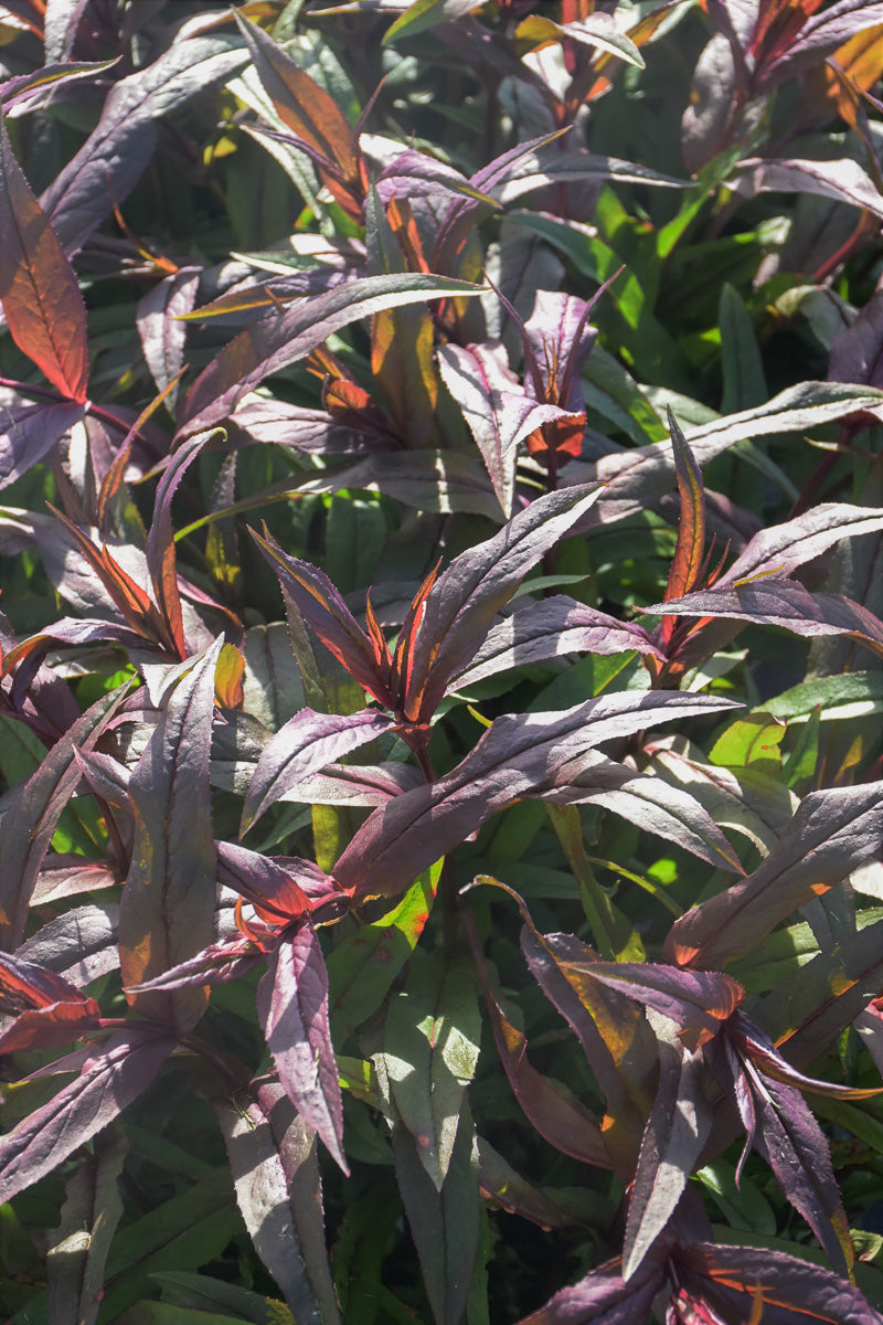 Beard-Tongue, Pocahontas